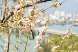 Hình ảnh Thiên nhiên